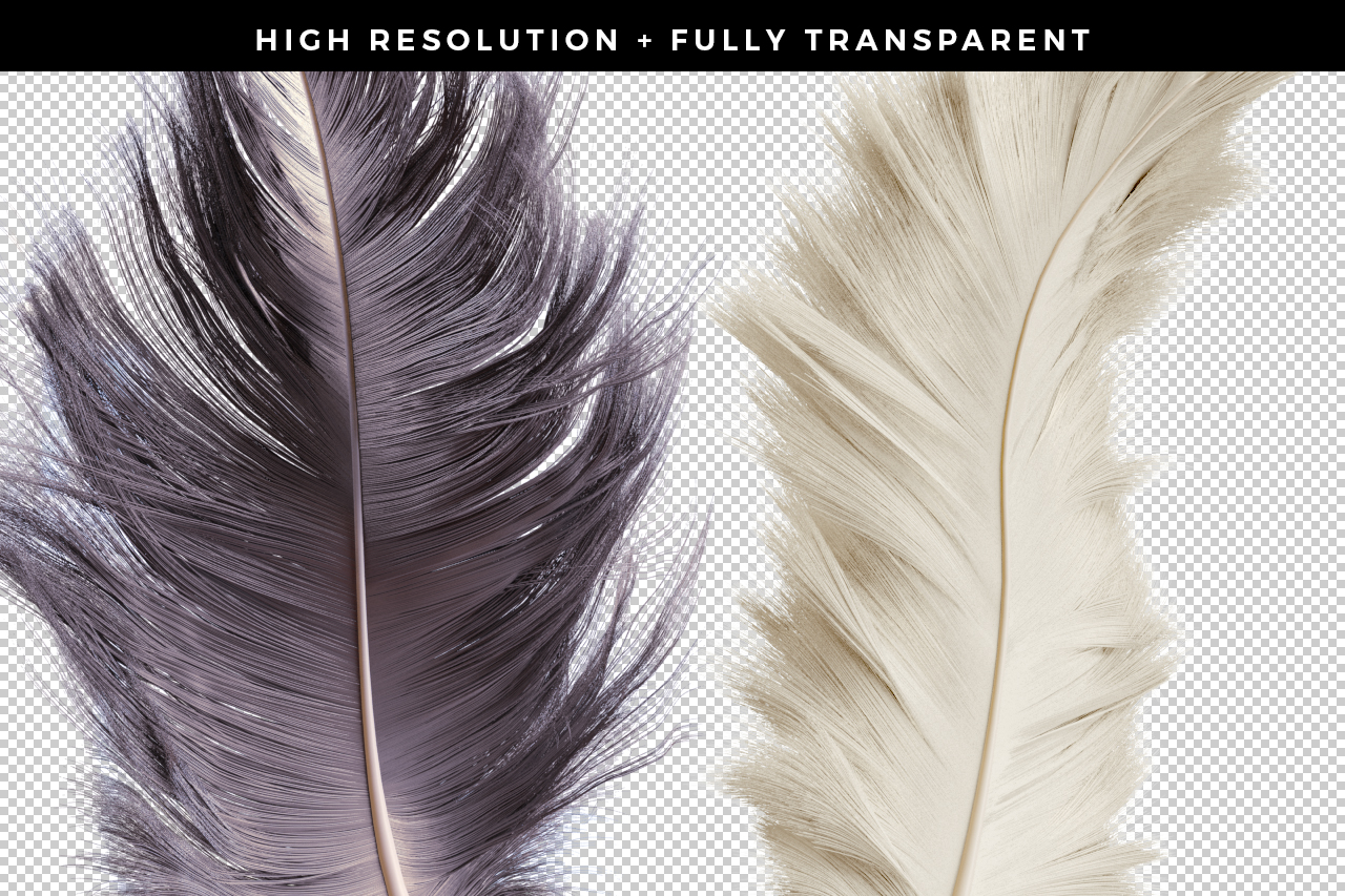 Transparent .png feather renders