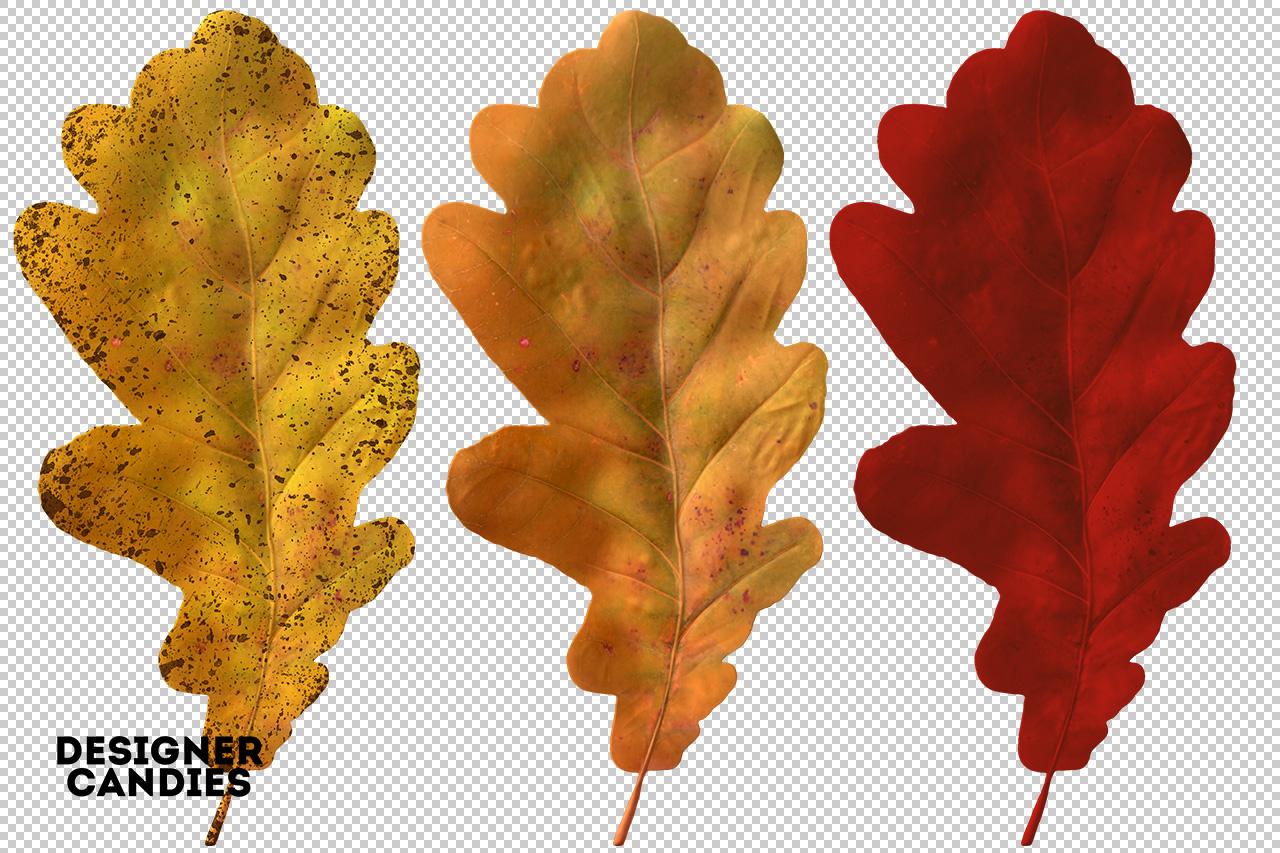 Autumn/Fall Leaf Preview
