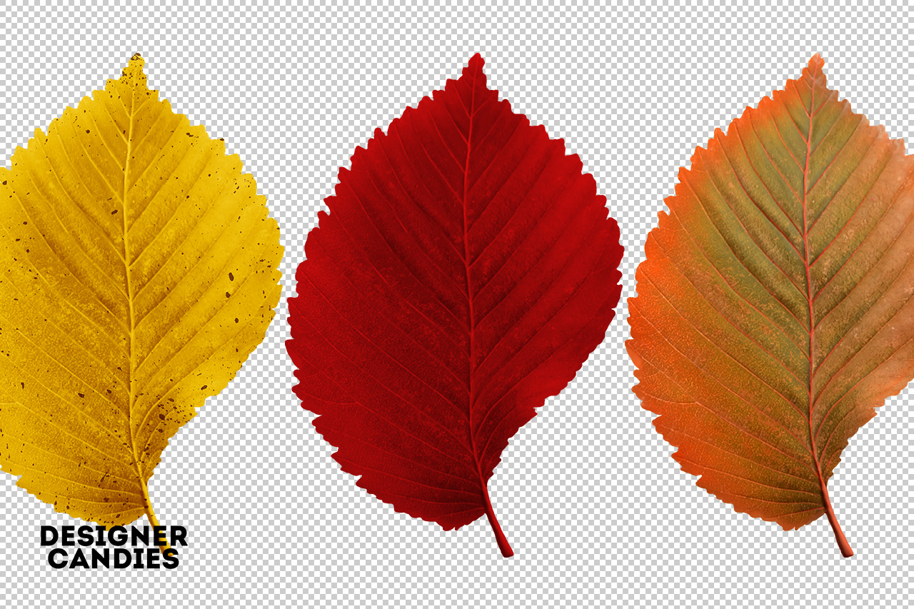 Autumn/Fall Leaf Preview