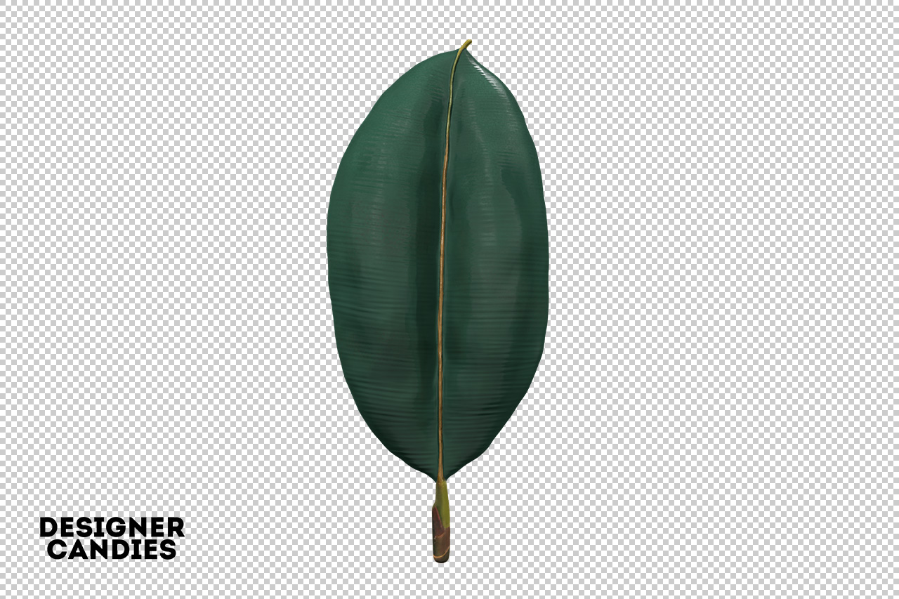 Isolated PNG Leaf 