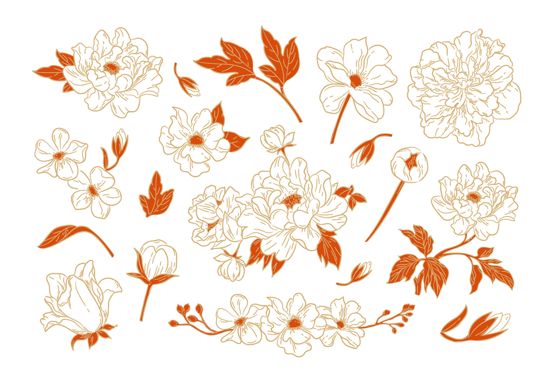 Chinese Peony Flower Illustrations (AI, Vector Formats)