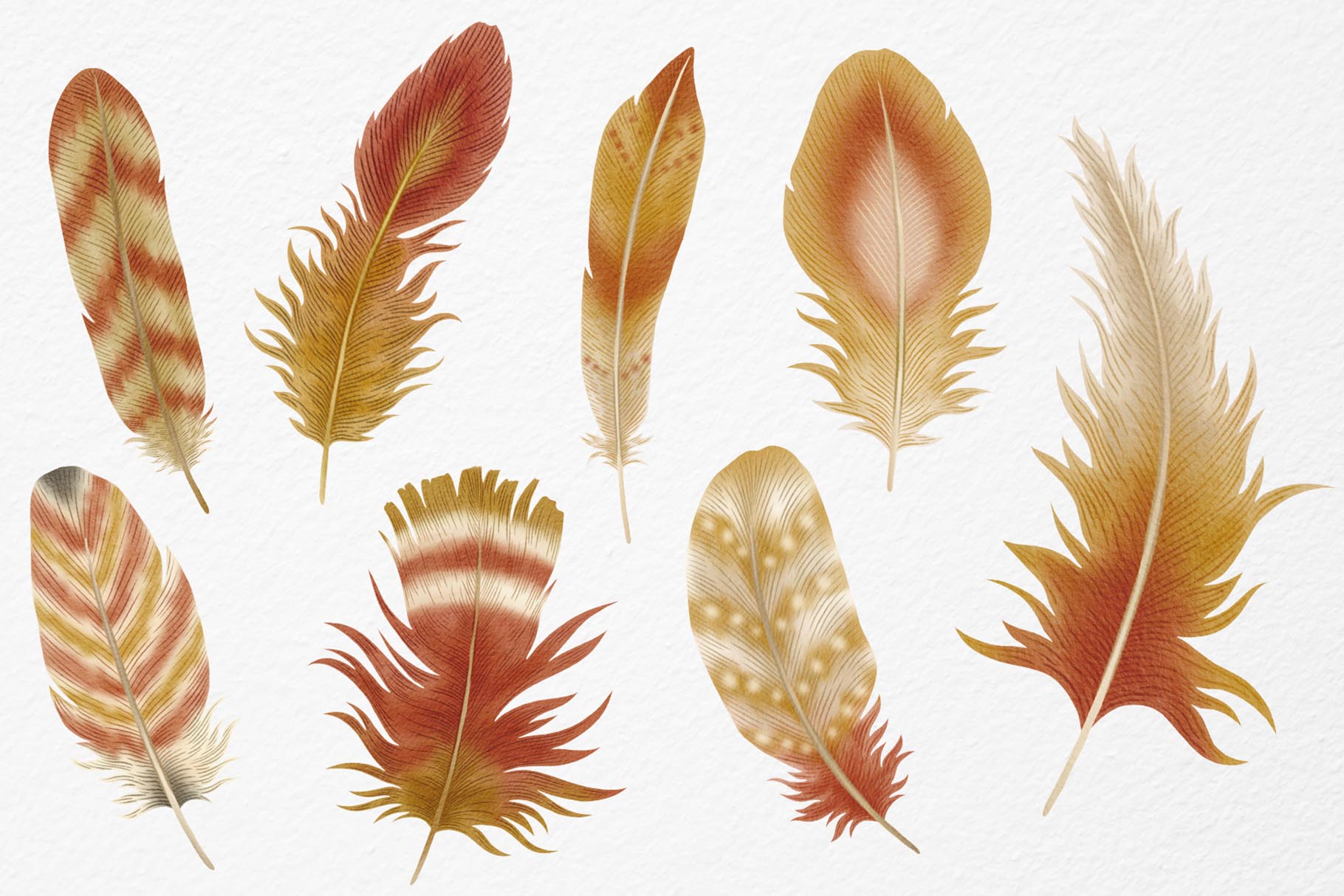 Feathers Watercolor Clipart (PSD, PNG, PAT Format)