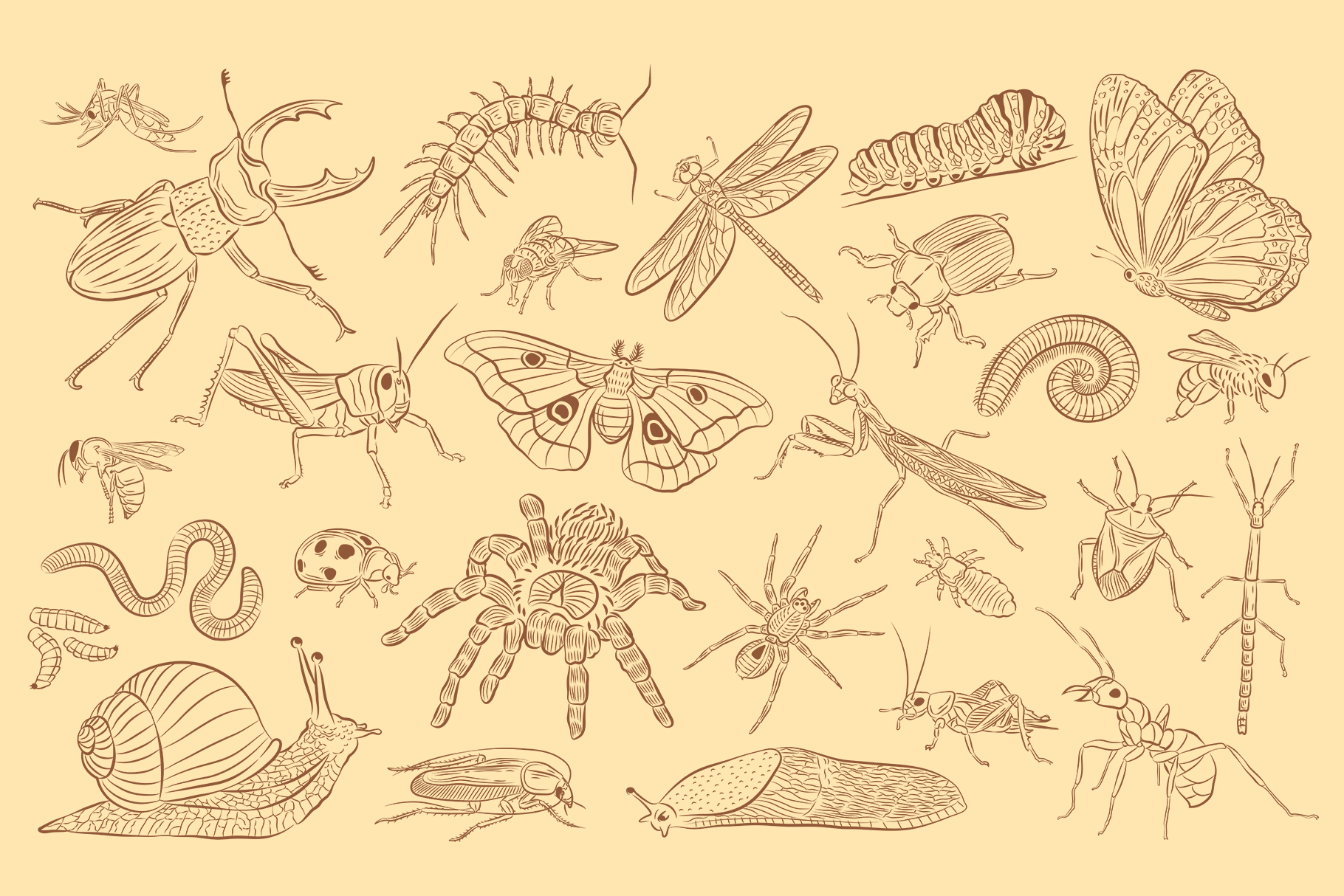 Insects Illustrations (EPS, PNG, AI Format)