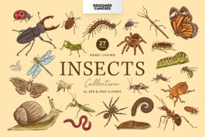 Insects Illustrations (EPS, PNG, AI Format)
