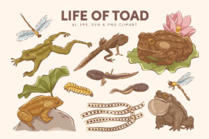 Toad Illustrations (AI, PNG Format)